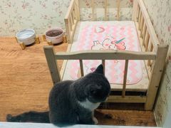 -猫小院猫主题餐厅(三里屯店)