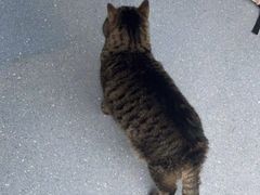 -伟伟宠物医院·瑞派猫友好医院·猫科(光谷店)