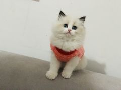 -糯米喵星人总部直营旗舰店·猫舍·幼猫出售