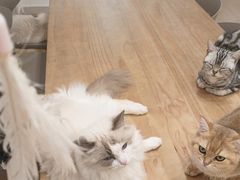 -有喵·猫咖·狗咖·30几只猫10只小狗(岗厦店)