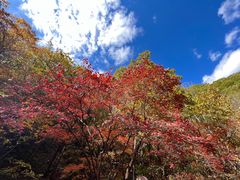 -关门山森林公园
