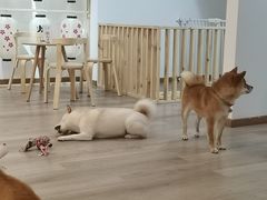-柴迷FANS CLUB·柴犬狗咖·猫咖