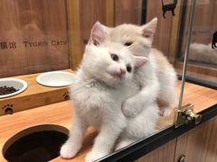 -袖虎·猫馆(体育西路店)