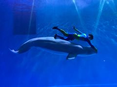 -芜湖新华联大白鲸海洋公园