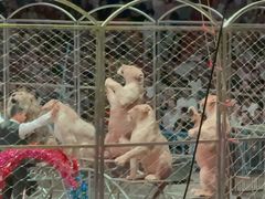 -俄罗斯国家大马戏团