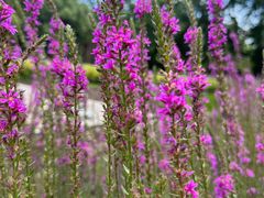 -黑龙江省森林植物园