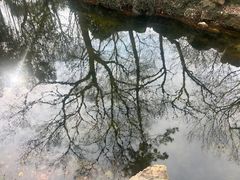 -秋霞圃