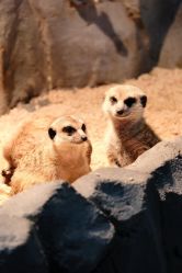 -Zoolung Zoolung动物主题公园(海信广场店)