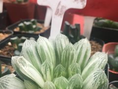 -龙大花卉苗木市场