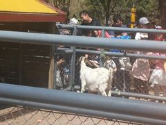 波尔山羊-长白岛森林公园