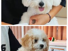 -翊宠yipet猫狗购宠庄园犬舍•猫舍