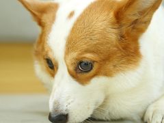 -美联众合动物医院·24h转诊中心