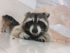 -浣熊柯尔鸭土拨鼠·电玩咖