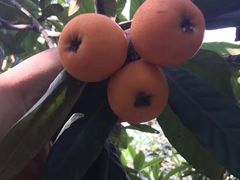 -塘栖枇杷特色园区