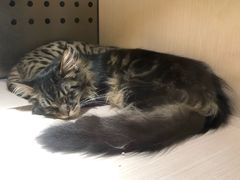 -瞄一喵猫咖(格力海岸店)