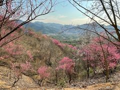 -新建村梅花