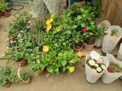 -双季花艺园艺市场(浦东店)