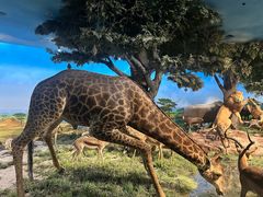 -国家自然博物馆