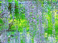 -广富林郊野公园