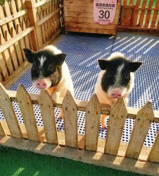 -萌宠亲子动物乐园(槐房万达店)