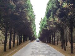 -秦始皇帝陵博物院-丽山园