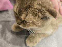 -楼上猫咖(罗湖店)