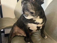 -瑞派申生动物医院·24H夜诊·国际动物医疗中心·骨外科(吴中路店)