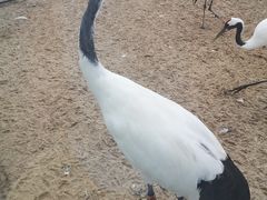 -盐城丹顶鹤湿地生态旅游区