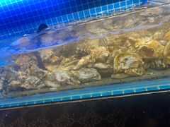 水产区-罗马假日海鲜自助餐厅(星湖广场店)