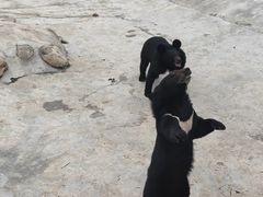 -青峰峡国家森林公园