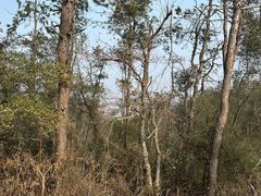 -青龙山国家森林公园