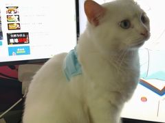 -宠颐生斯嘉宠物医院·急重症·心内科(谷阳北路分院)