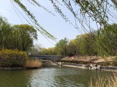 -大兴滨河森林公园