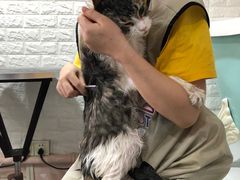 -十年猫舍·猫咪专门店(普陀店)