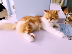 -喵的天空名猫咖啡馆·撸猫·猫舍·用品