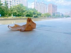 -苏州河梦清园环保主题公园