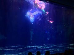-海合安成都极地海洋公园