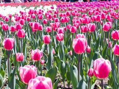 -长春公园(普阳街道)