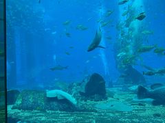 -亚特兰蒂斯•OSSIANO奥西亚诺海底餐厅
