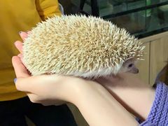 -藦茜花园宠物主题亲子互动体验馆(国顺东路店)