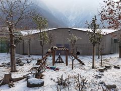 -卧龙中华大熊猫苑神树坪基地