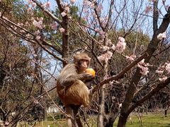 -苏州上方山国家森林公园