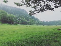 -武陵山森林公园