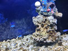 -沙沙哗啦海洋馆(华宇百花谷店)