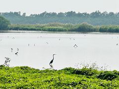 -大湾区中央湿地公园