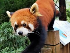 -都江堰中华大熊猫苑