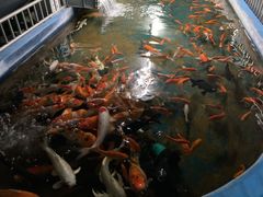 -泉州海丝野生动物世界