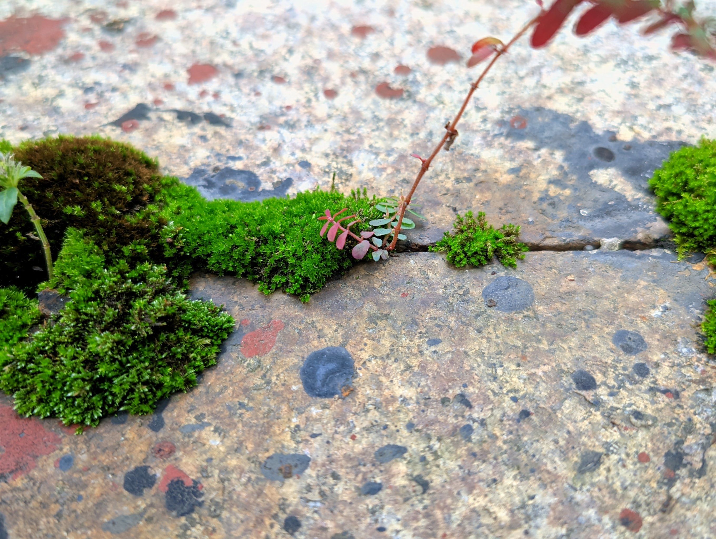苔花如米小,也学牡丹开