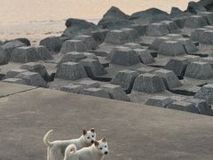 -野狸岛