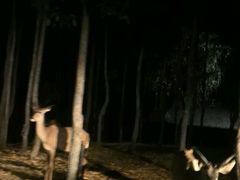 -清迈夜间动物园
